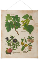 Ib Laursen wandplaat vijg met botanische print, bevestigd op hout met metalen hoekjes