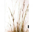 Label-R tuinposter gras met een natuurlijke afbeelding, rechthoekig formaat 60 bij 80 cm.