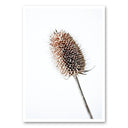 Mo-Ca poster A5 in naturel tinten op canvas