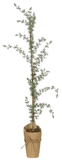 Ib Laursen ceder boom h95 in een papieren pot