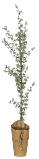 Ib Laursen ceder boom van 75 cm hoog in een papieren pot